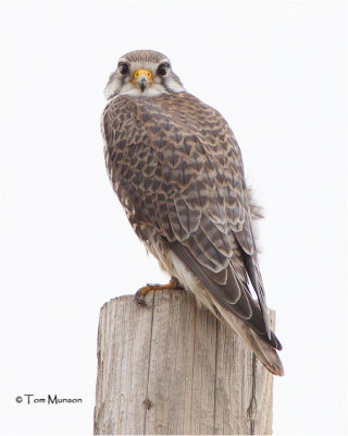 Prairie falcon