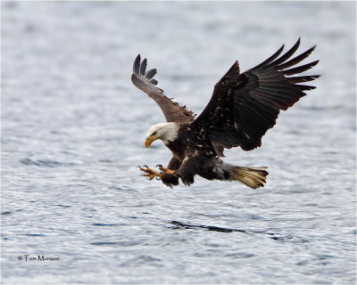  Bald Eagle  