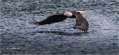  Bald Eagle 