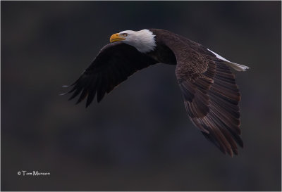  Bald Eagle 