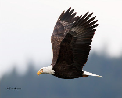  Bald Eagle 