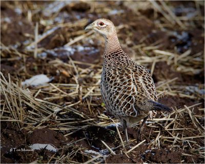Ring-necked Pheasant {hen}