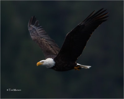  Bald Eagle 