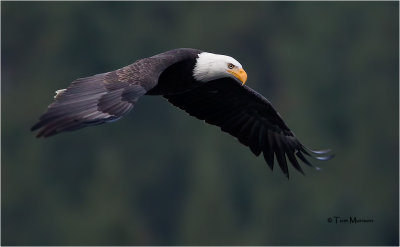  Bald Eagle