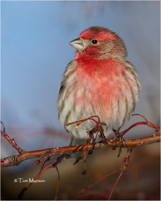  House Finch 