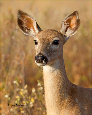   White-tailed Deer 
