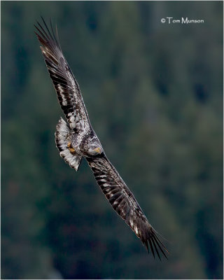  Bald Eagle  (juvenile)