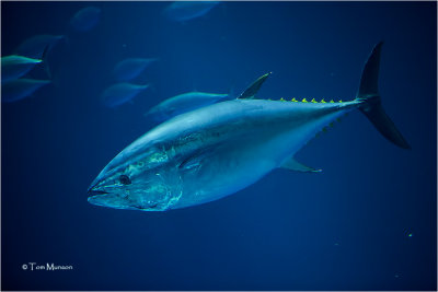  Pacific bluefinTuna 