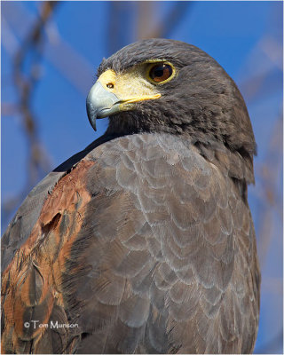  Harris's Hawk 