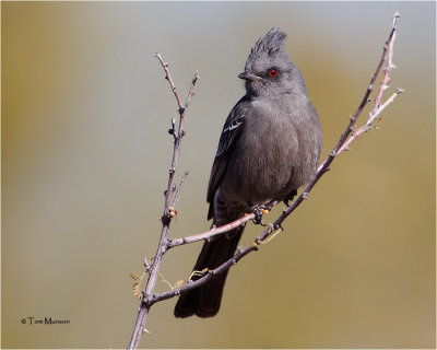  Phainopepla 