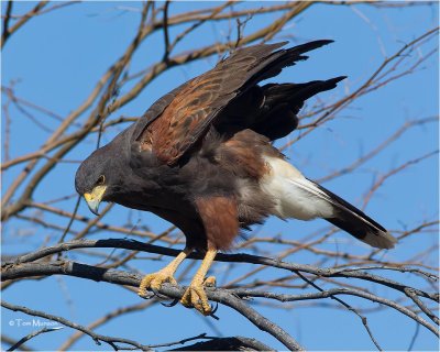 Harris's Hawk