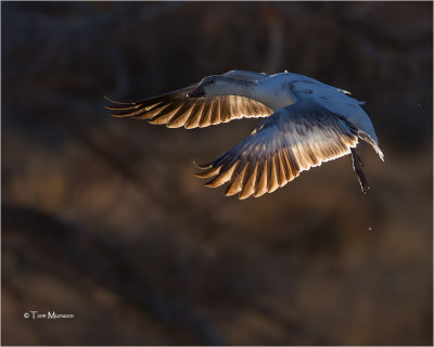  Snow Goose (backlit)