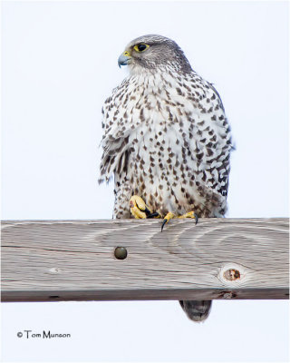 Gyrfalcon