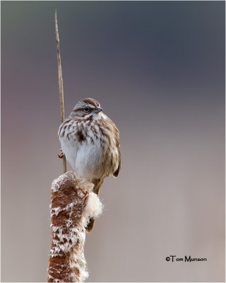  Song Sparrow 