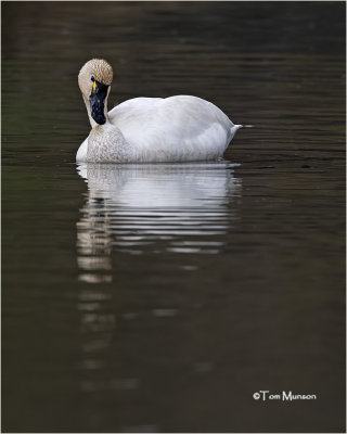  Tundra Swan 