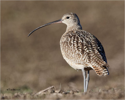  Long-billed Curlew 