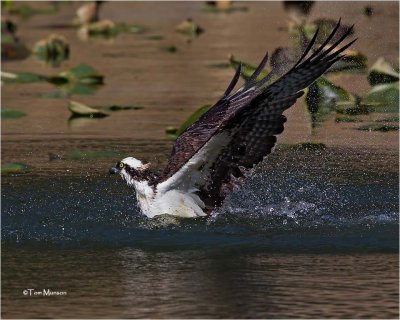  Osprey