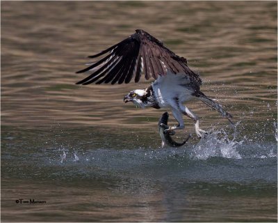  Osprey 