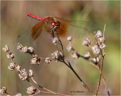 Western Meadowhawk