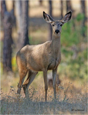 Mule Deer  (doe)