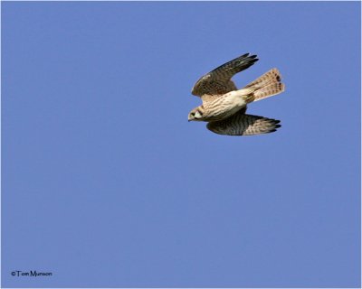 American Kestrel