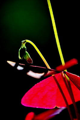 DSC_0617c.jpg