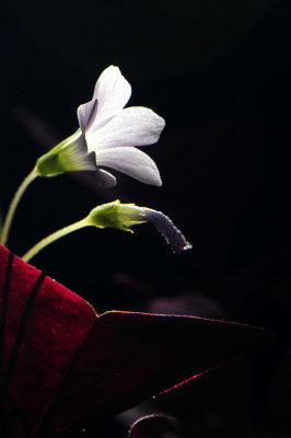 DSC_0690c.jpg