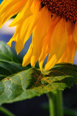 Sun Flowers
