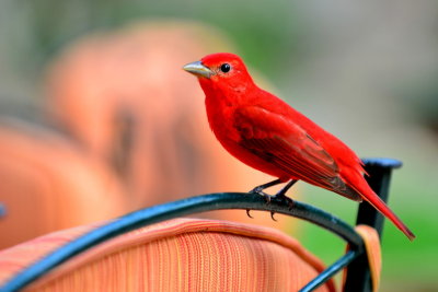 Summer Tanager,Mexico Trip