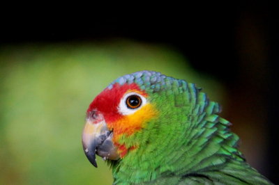 Macaw. Mexico Trip. 