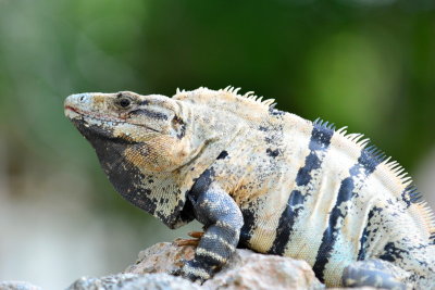 Iguana,Mexico. 