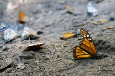 Monarch Butterfly valley,Mexico.