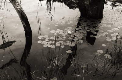 Creek - Wellfleet, MA