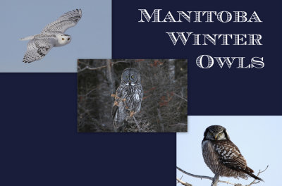 Manitoba Winter Owls