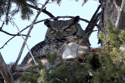 Great Horned Owls 2013