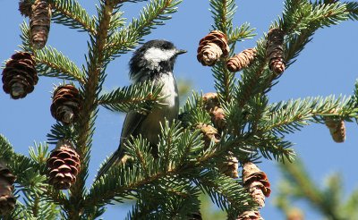 chickadee3.jpg