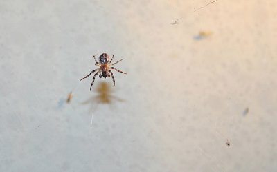 little spider.jpg