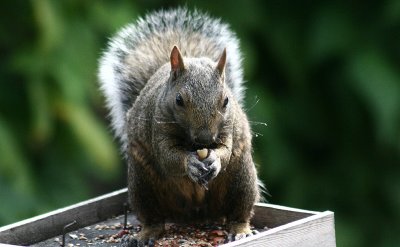 back yard bandit.jpg