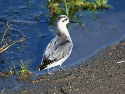 Red Phalarope  186