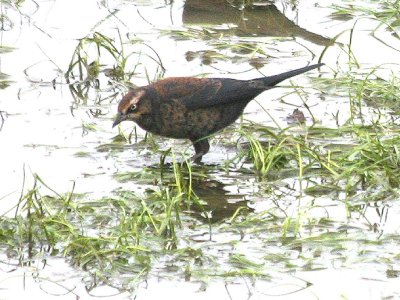 Rusty Blackbird   442