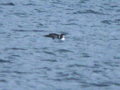 Thick-billed Murre  222