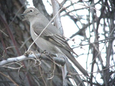 Townsend's Solitaire  349