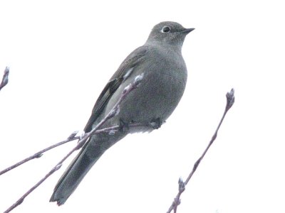 Townsend's Solitaire  349