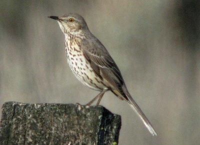 Sage Thrasher  360
