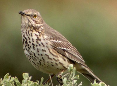 Sage Thrasher  360
