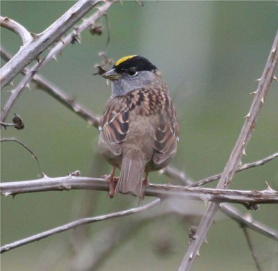 Golden-crowned Sparrow 425