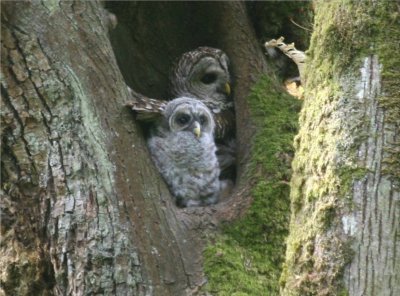 Barred Owl 251