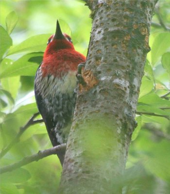 Red-breasted Sapsucker 274