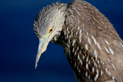 Black-crowned Night-Heron