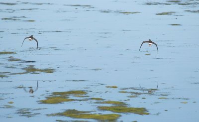Lesser Yellowlegs 148